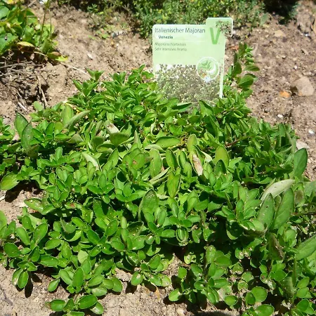 Wolfs - Natuerlich Eifel Blankenheim (North Rhine-Westphalia)