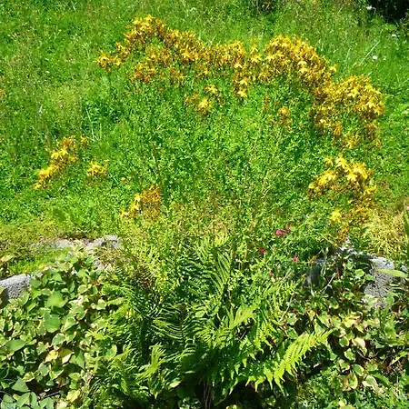 Wolfs - Natuerlich Eifel *