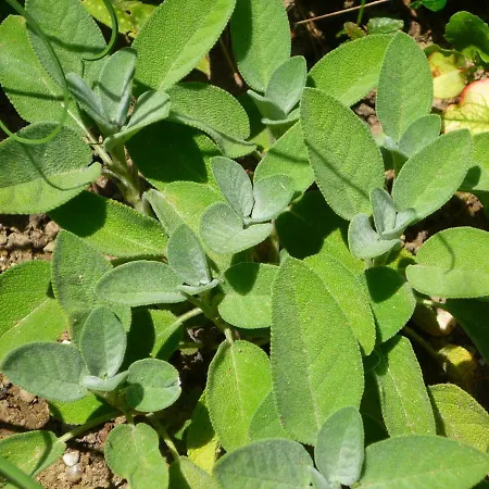 Wolfs - Natuerlich Eifel *