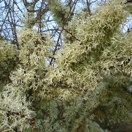 Prázdninový dům Wolfs - Natuerlich Eifel