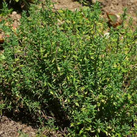 Wolfs - Natuerlich Eifel