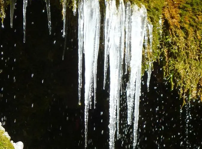 Wolfs - Natuerlich Eifel