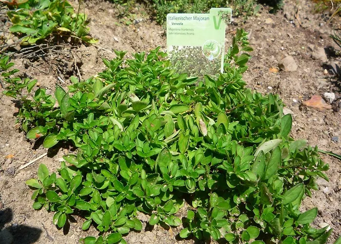 Wolfs - Natuerlich Eifel 布兰肯海姆