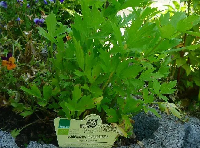 Wolfs - Natuerlich Eifel 度假居 *