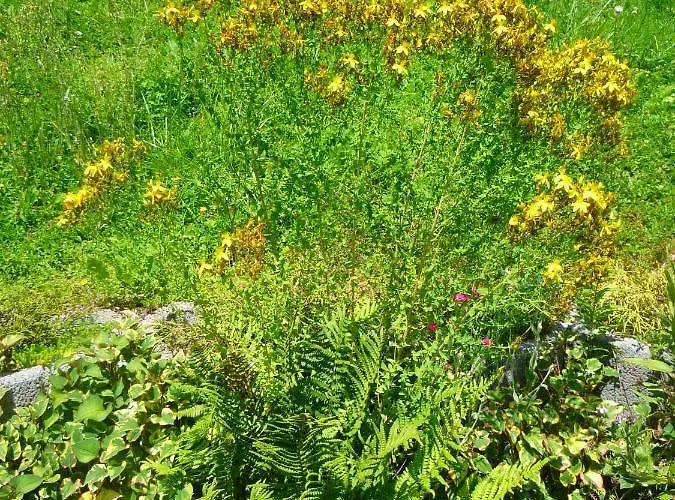 Wolfs - Natuerlich Eifel *