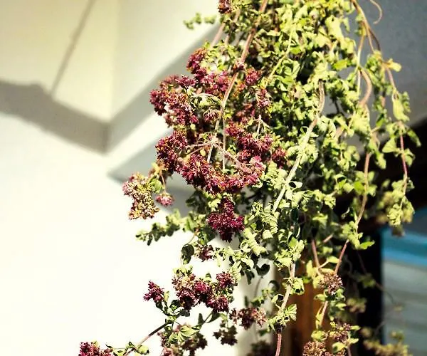 度假居 Wolfs - Natuerlich Eifel 布兰肯海姆