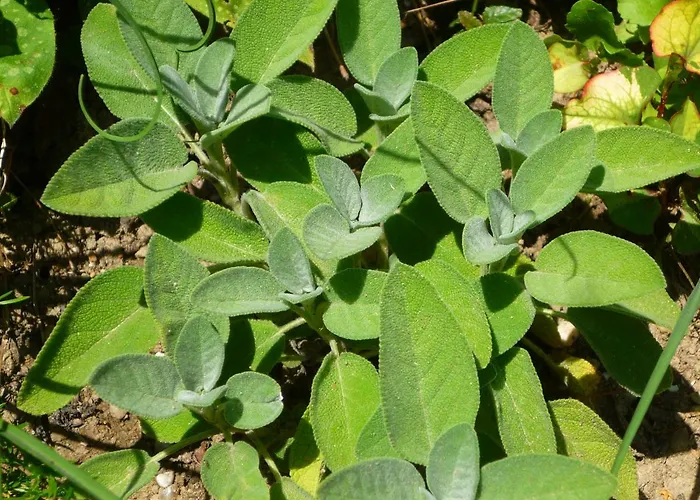 Wolfs - Natuerlich Eifel *