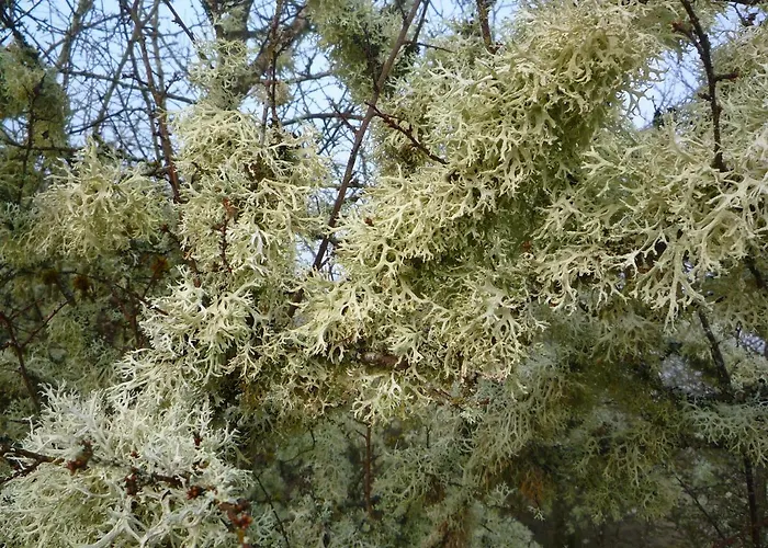 Semesterbostad Wolfs - Natuerlich Eifel