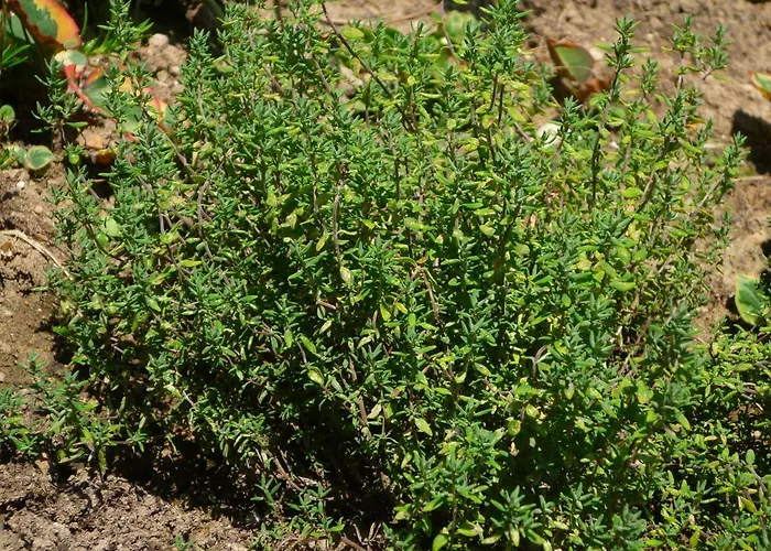 Wolfs - Natuerlich Eifel